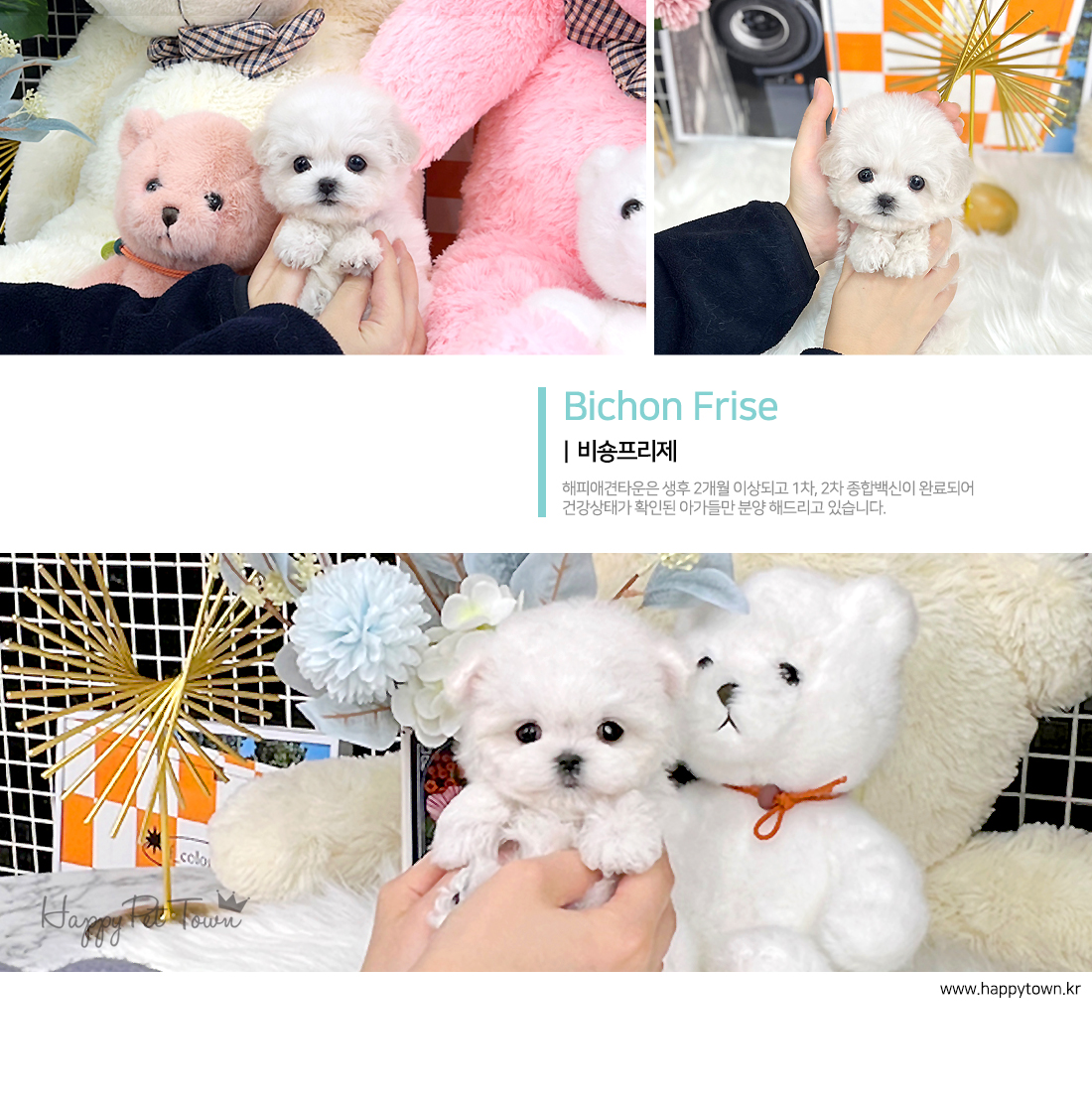 작고 귀여운 테디비숑