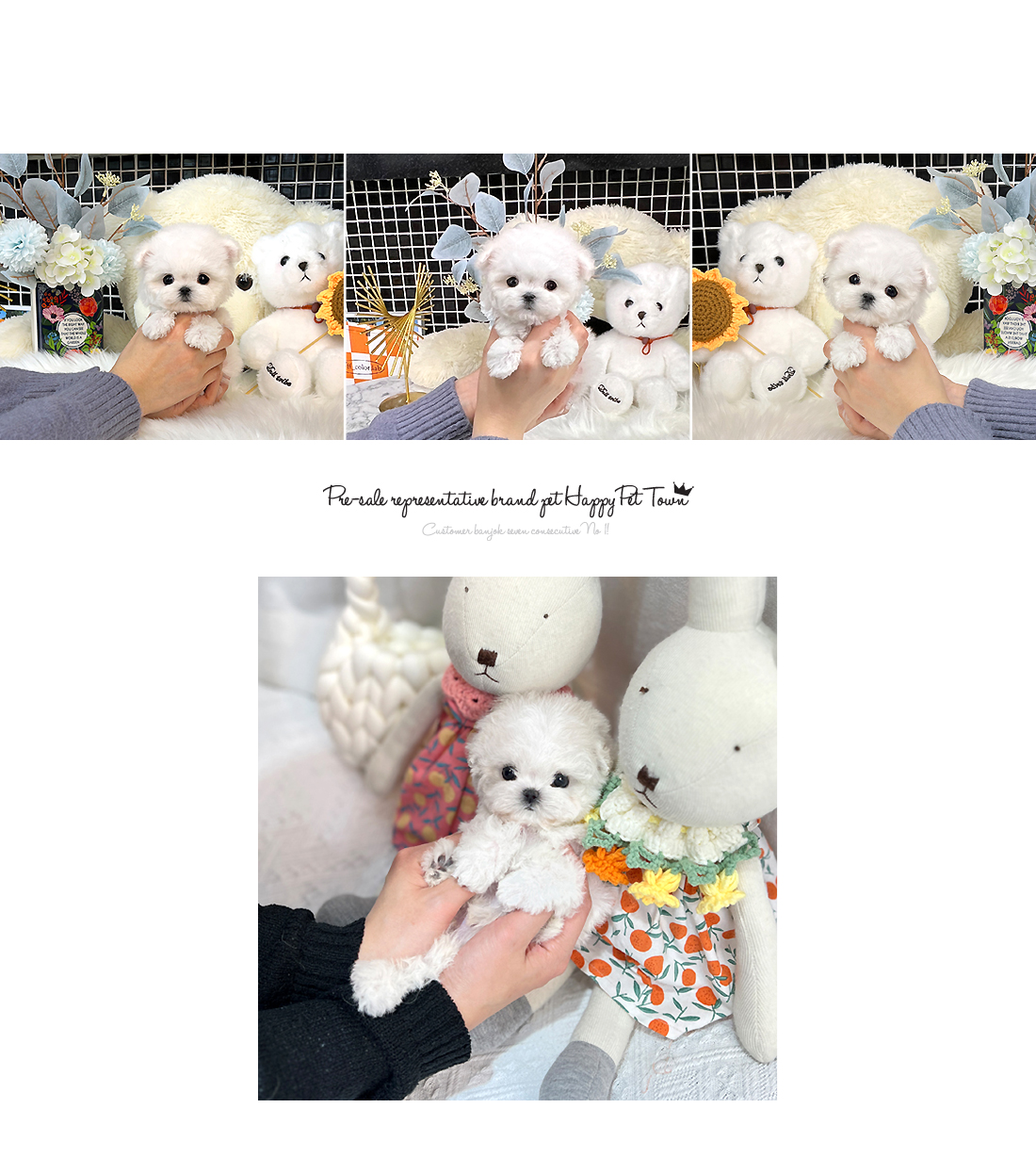 송파강아지 초소형견