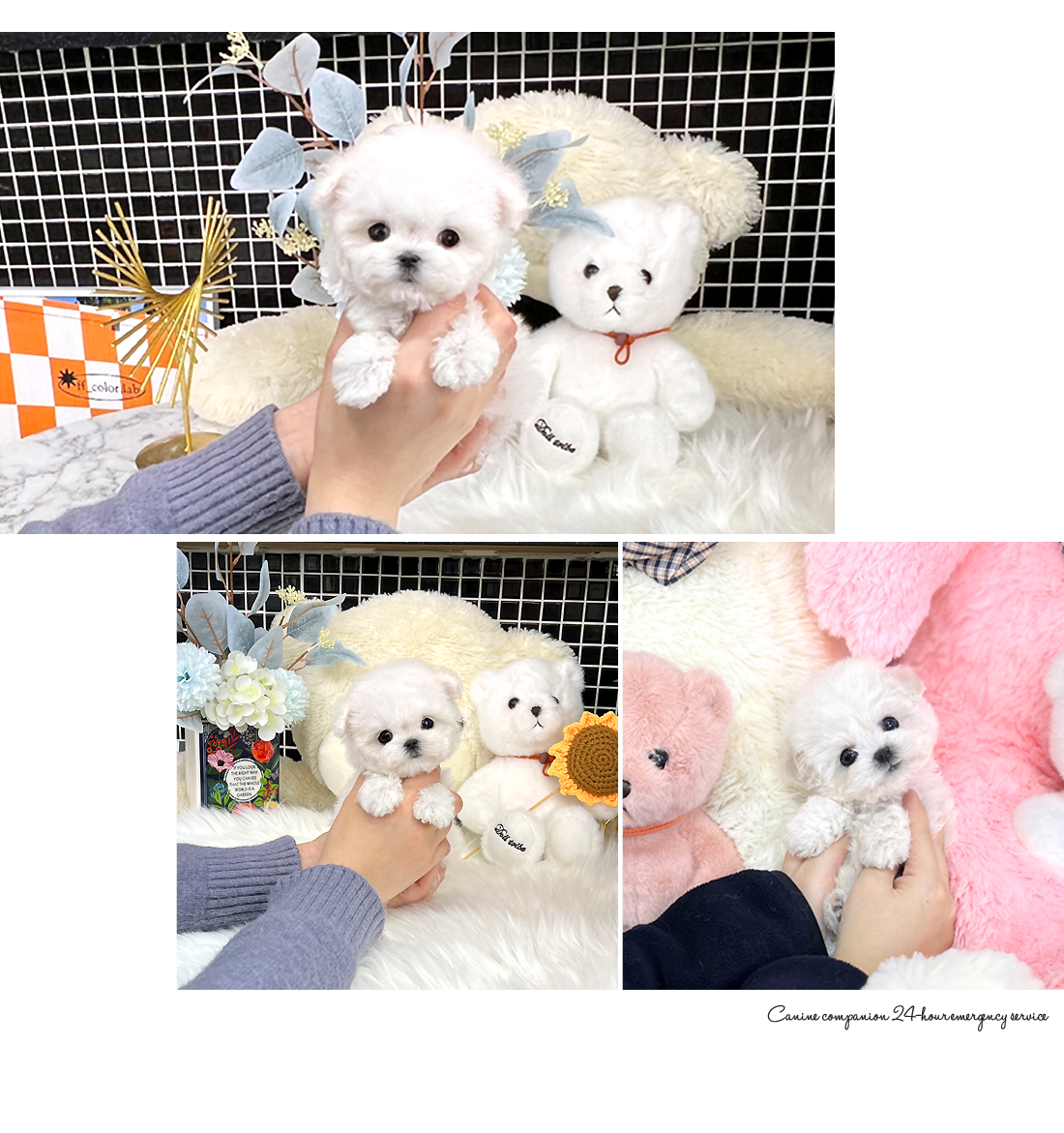 송파강아지분양 소형견분양