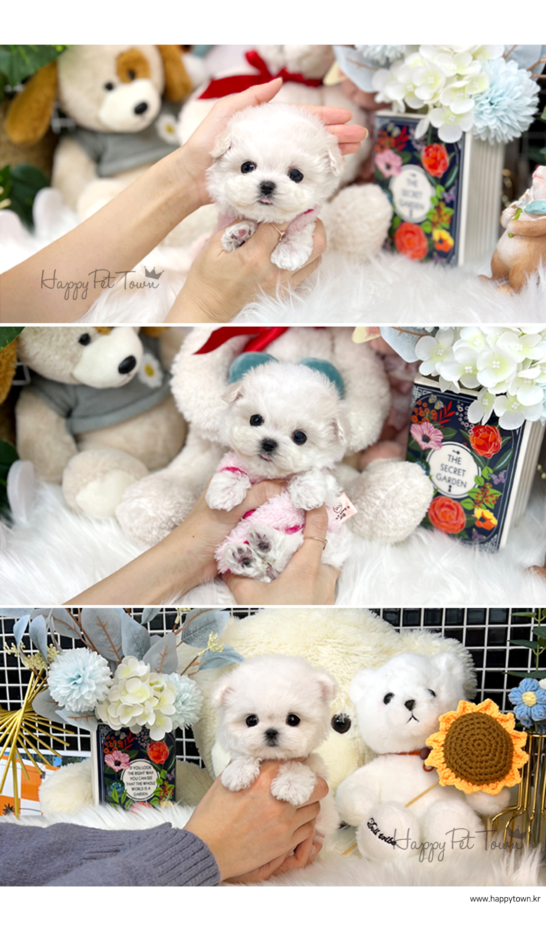 티컵강아지분양 잠실강아지분양